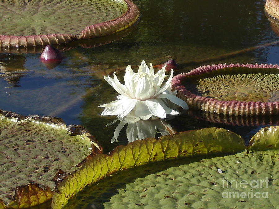 White Water Lily Photograph by Anita Adams