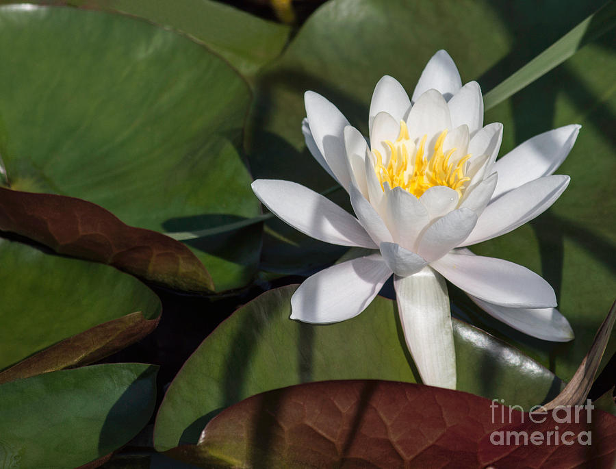 White Water Lily Photograph by Arlene Carmel