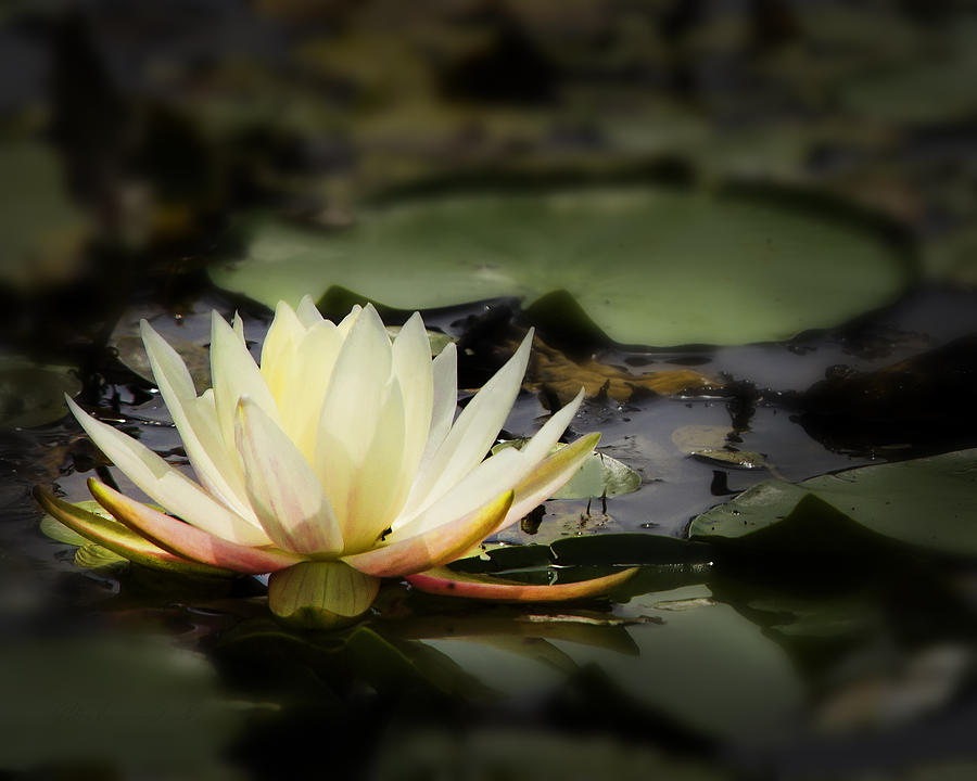 White water lily blossom Photograph by Peter V Quenter