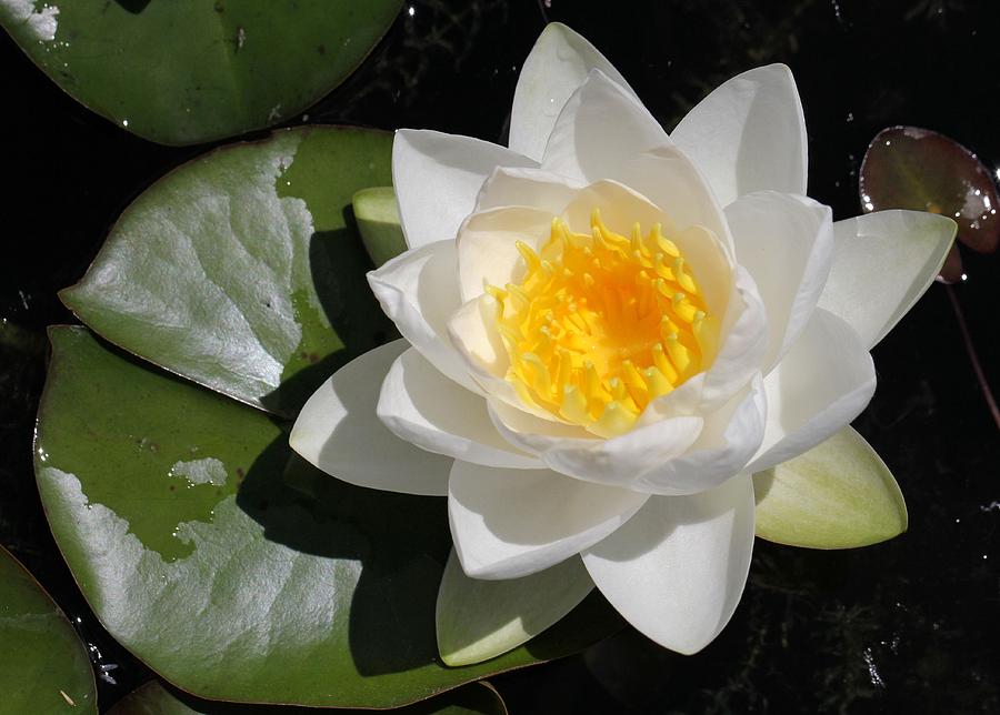 White Water Lily Photograph by Doris Potter