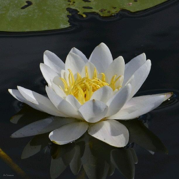 Summer Photograph - White Water Lily by Eve Tamminen
