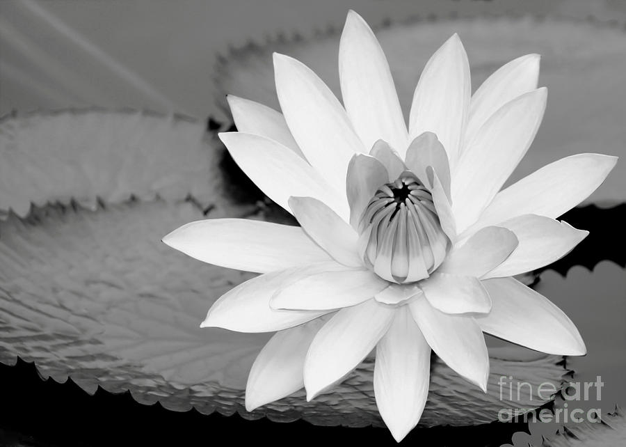 White Water Lily in the River Photograph by Sabrina L Ryan