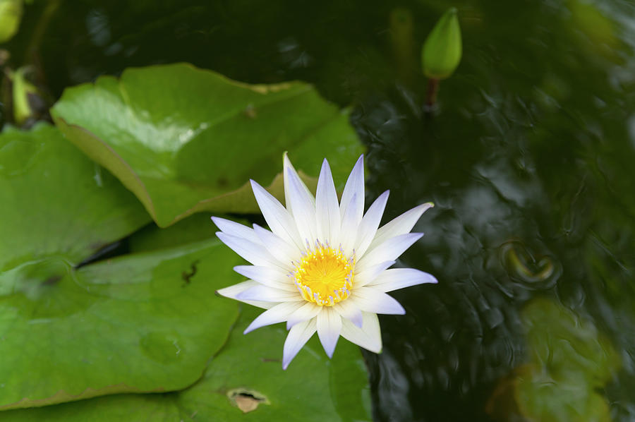 White Water Lily, Koh Samui, Thailand Photograph by John Harper
