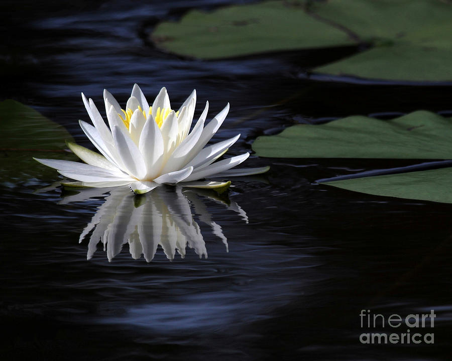 White Water Lily Left Photograph by Sabrina L Ryan