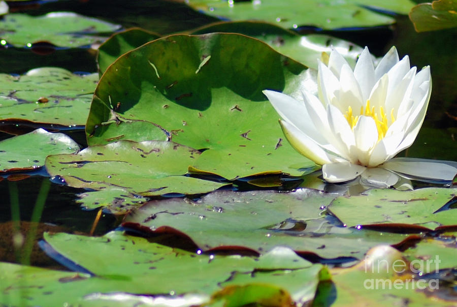 Lily Photograph - White Water Lily by Optical Playground By MP Ray