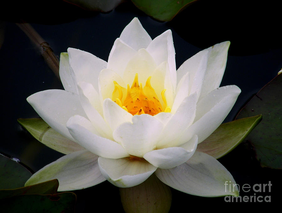 White Water Lily Photograph by Nina Ficur Feenan
