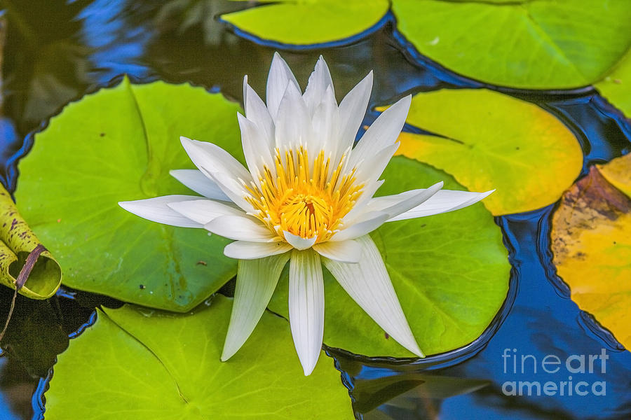 White water lily Photograph by Patricia Hofmeester