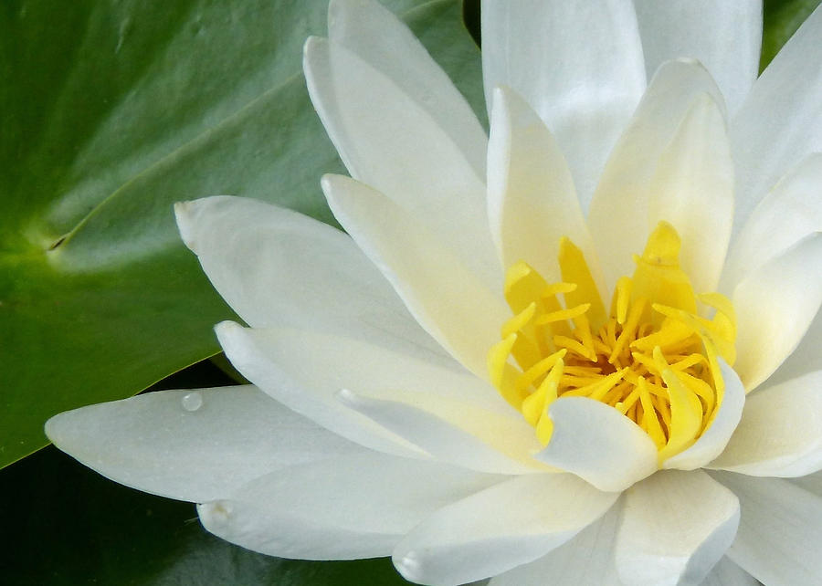 White Water Lily Photograph by Pete Trenholm