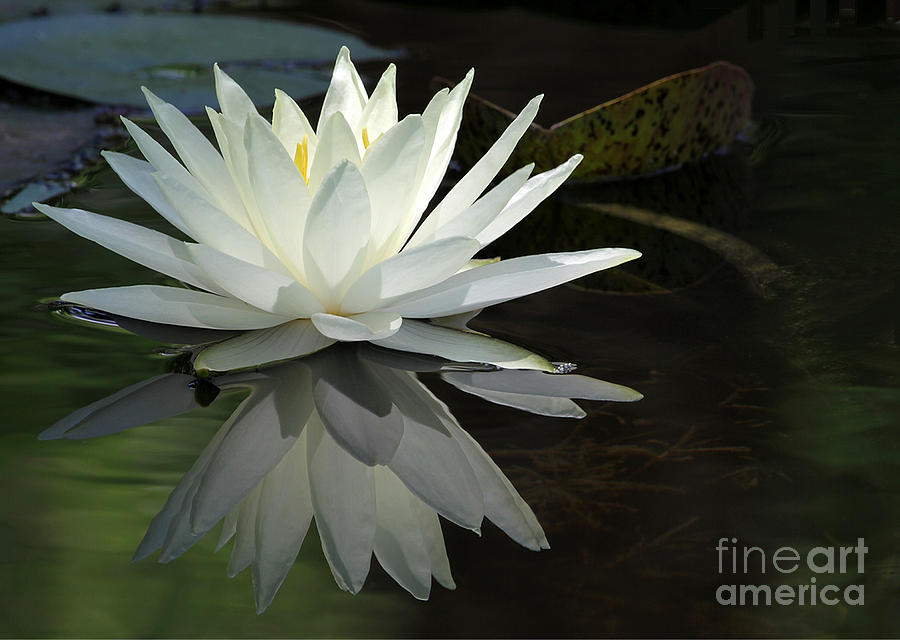 White Water Lily Reflections Photograph by Sabrina L Ryan