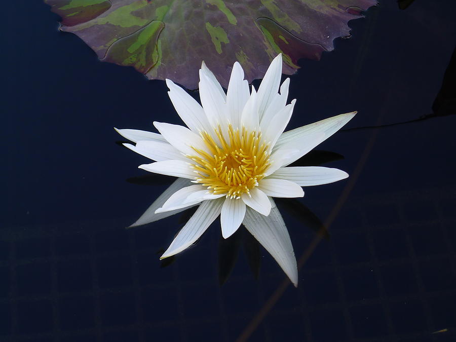 White Water Lily Photograph by Richard Reeve