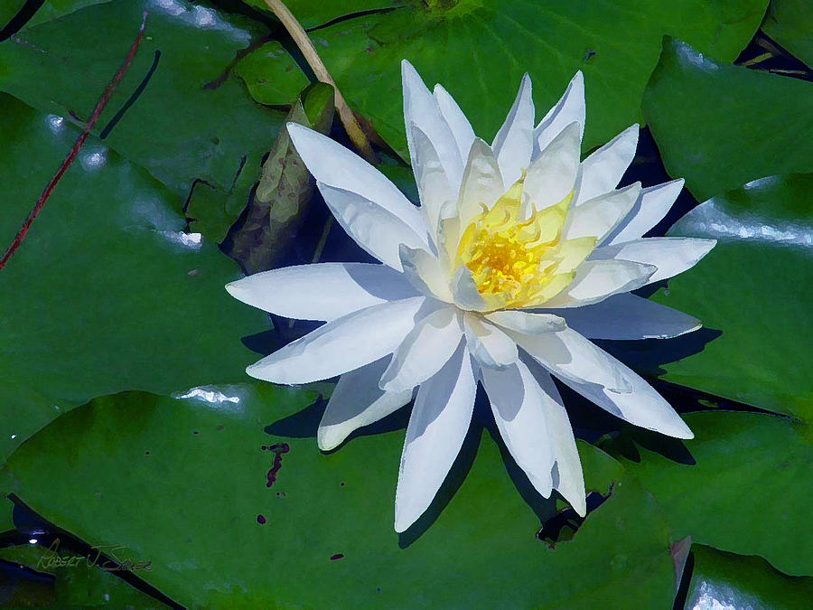 White Water Lily Photograph by Robert J Sadler