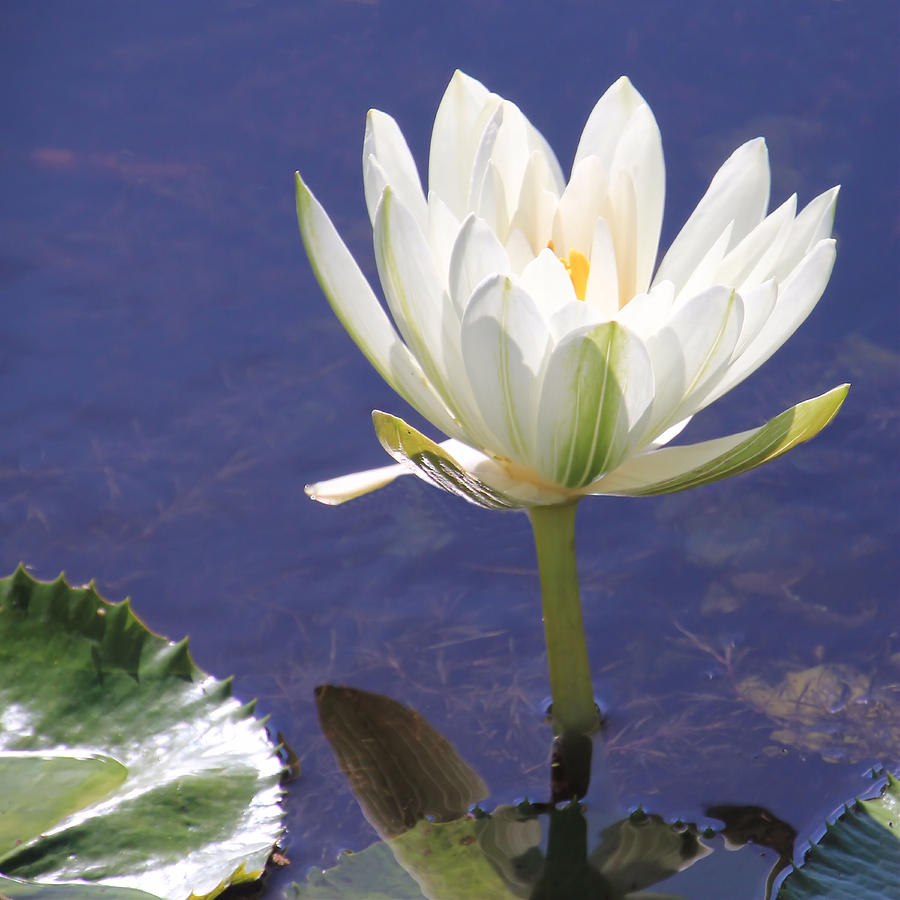 White Water Lily Photograph by Rosalie Scanlon