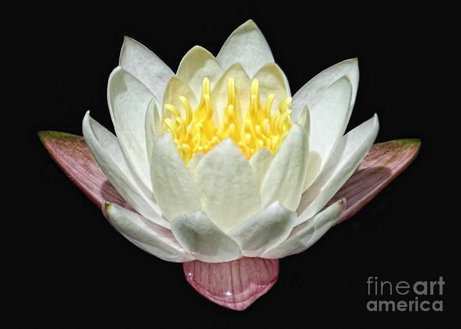 White Water Lily Photograph by Sharon Woerner