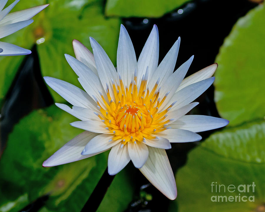 White Water Lily Photograph by Stephen Whalen