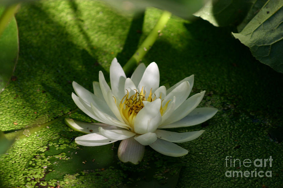 White water lily Photograph by Susanne Baumann