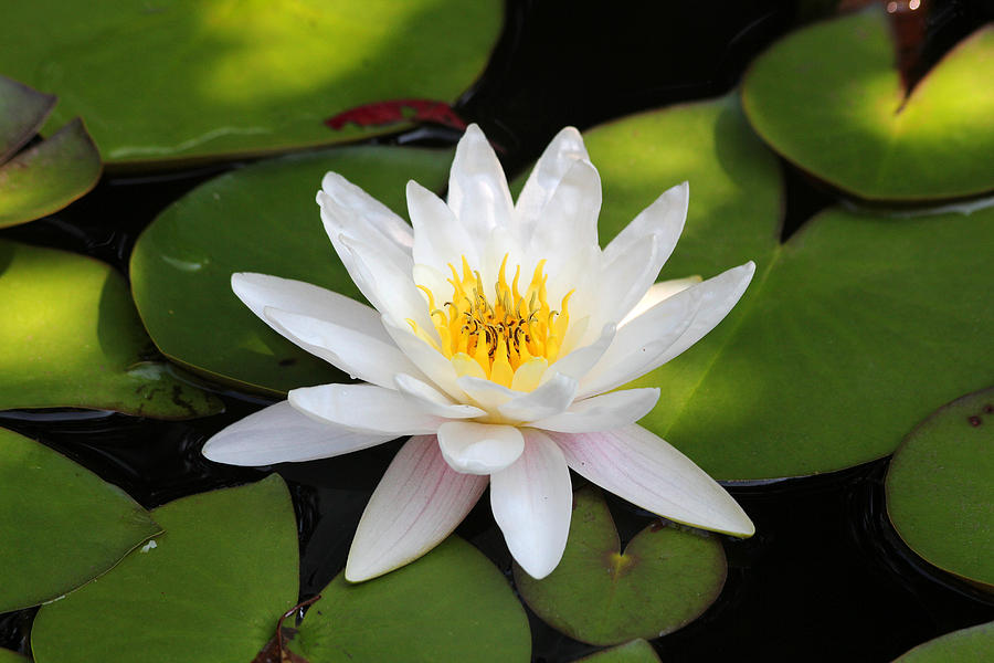 White Water Lily Photograph by Trina  Ansel