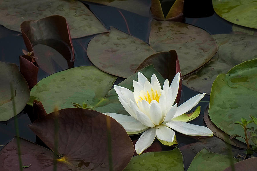 White Water Lily Photograph by Wayne Meyer