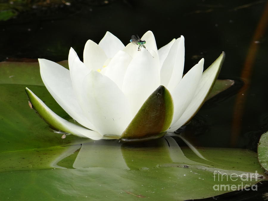 White water lily with blue dragonfly Photograph by Karin Ravasio