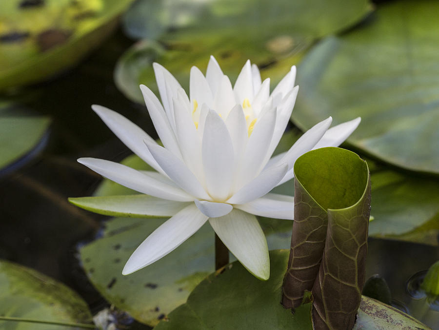 White Water Lily with Curiously Scrolled Leaf Photograph by Steven Schwartzman