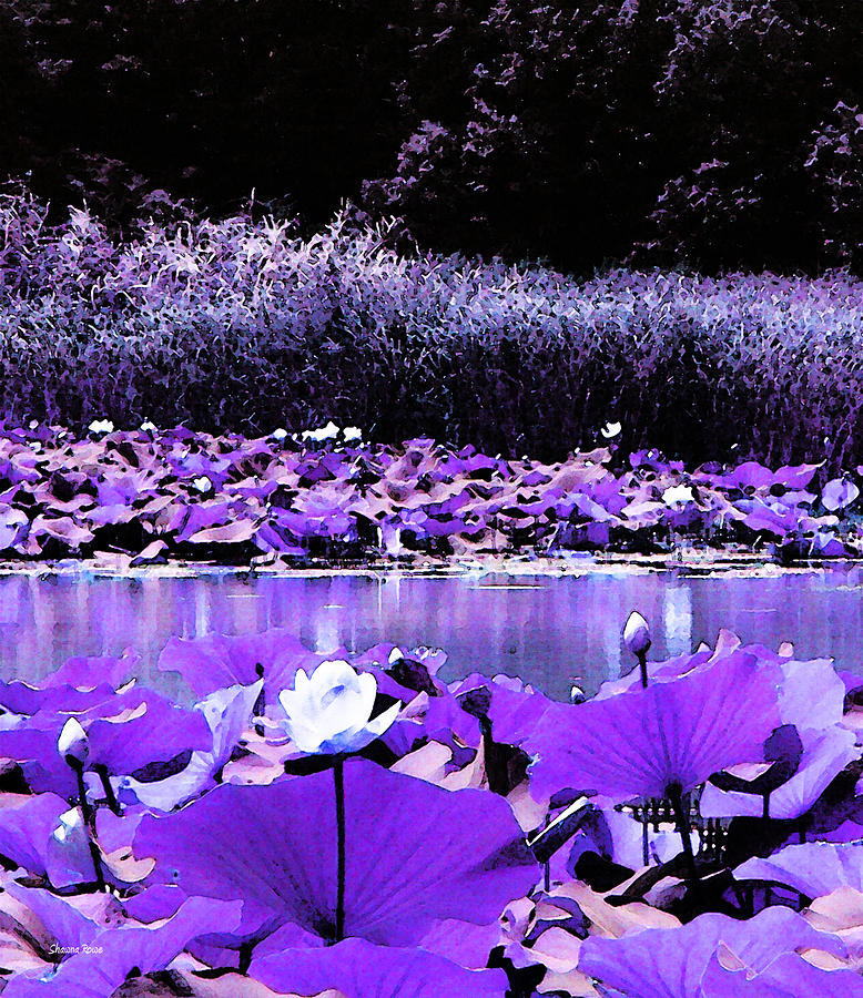 White Water Lotus in Violet Photograph by Shawna Rowe