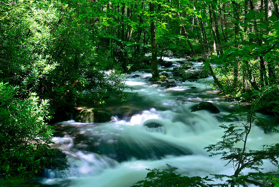 Tree Photograph - White Water on Little River by Stefan Carpenter