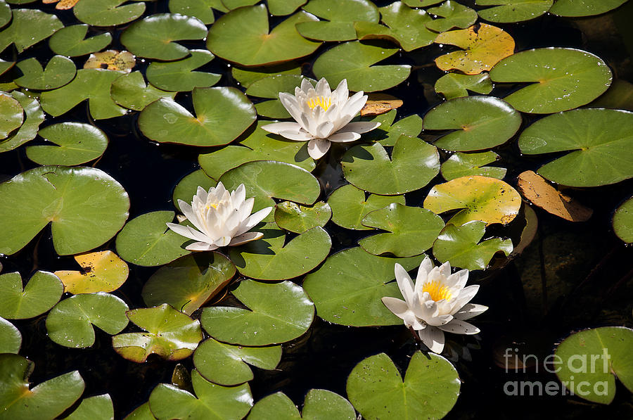 Calm Perfection Photograph by Brenda Kean Calm Perfection Photograph by Brenda Kean