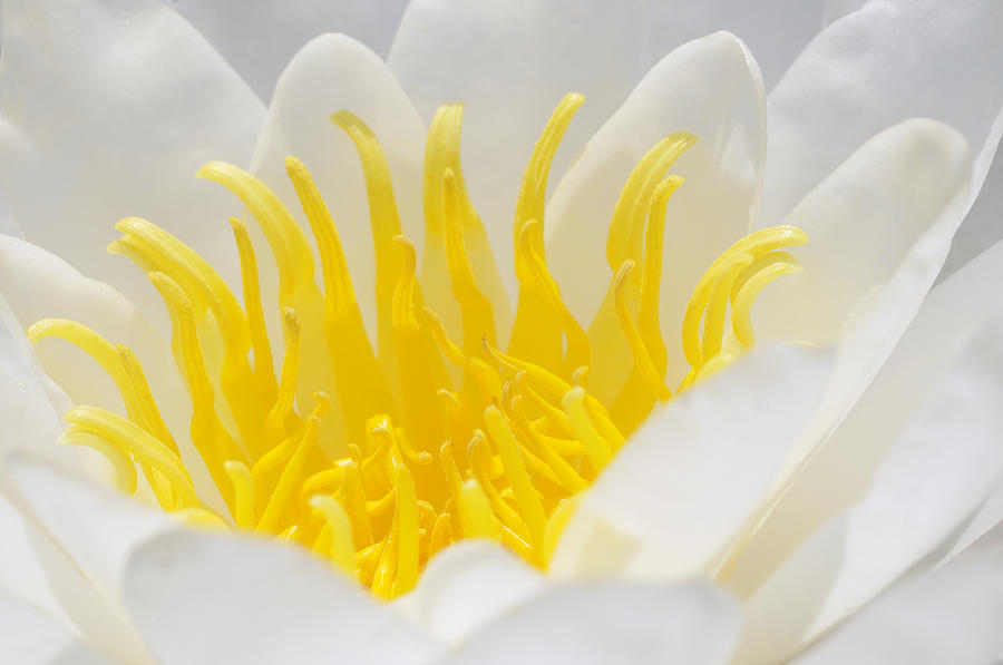 White Waterlily Detail Photograph by Matthias Hauser