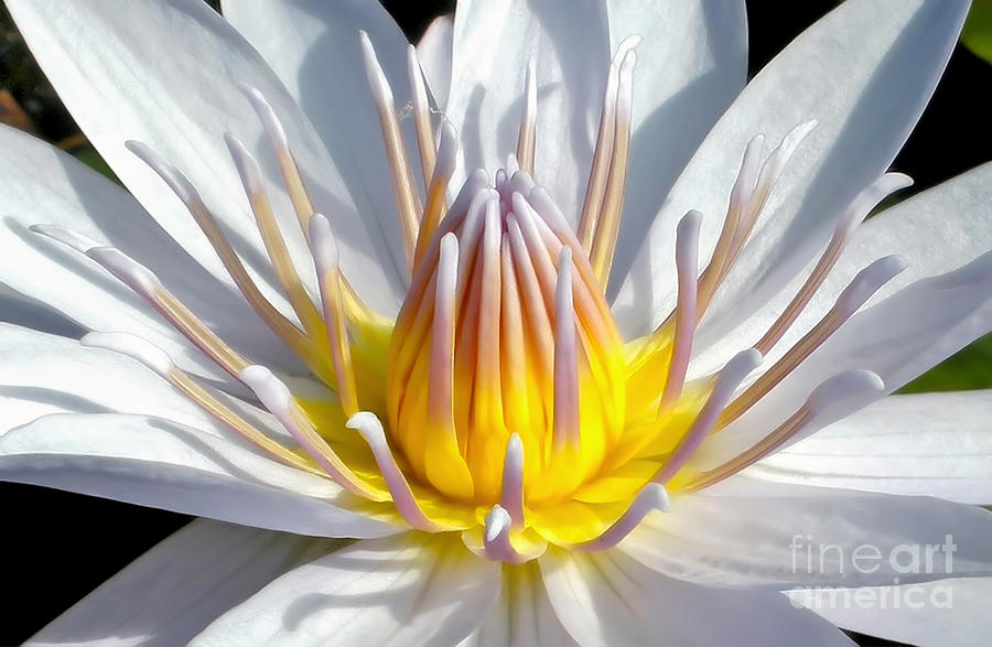 Lily Photograph - White Waterlily by Kaye Menner