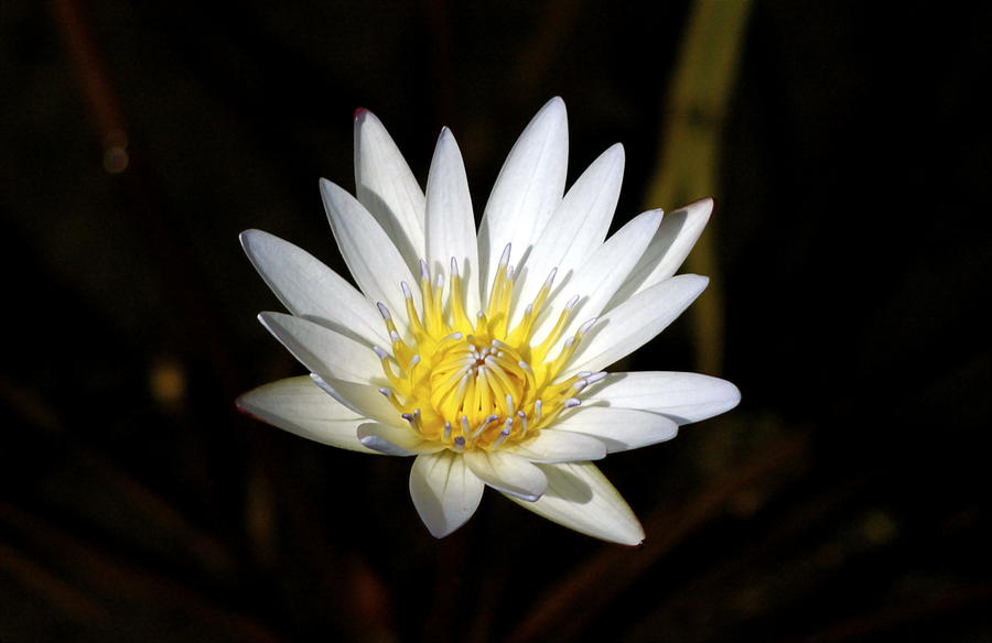 White Water lily Photograph by Lehua Pekelo-Stearns