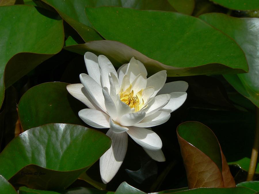 White Waterlily Lotus Photograph by Barbara St Jean