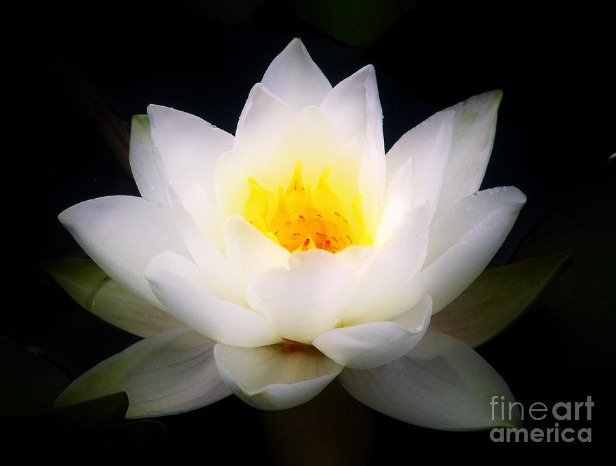White Waterlily Photograph by Nina Ficur Feenan