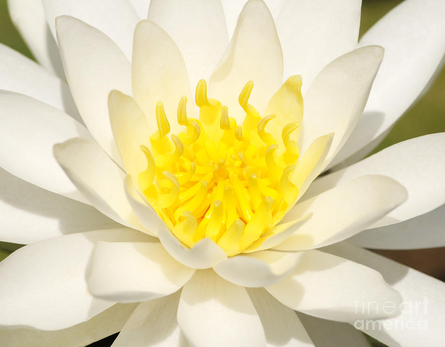 White Waterlily Photograph by Olivia Hardwicke