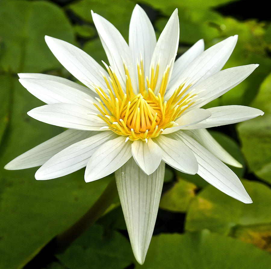Nature Photograph - White Waterlily by Venetia Featherstone-Witty