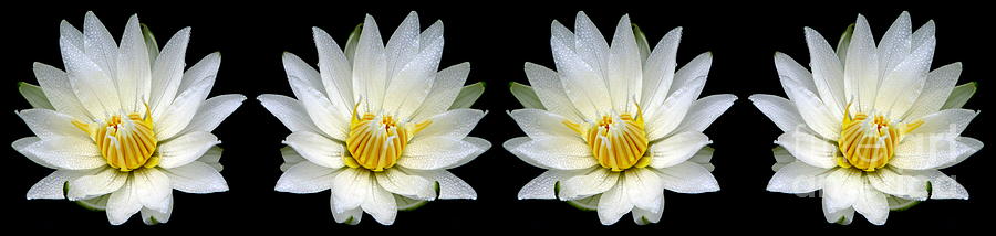 White Waterlily with Dewdrops Panorama Photograph by Rose Santuci-Sofranko