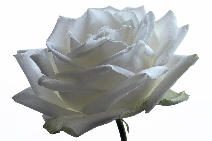 White Wedding Rose. Photograph by Terence Davis