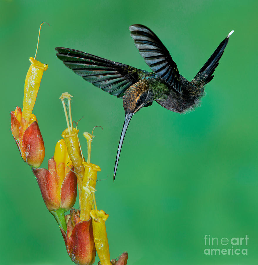 Hummingbird Photograph - White Whiskered Hermit by Anthony Mercieca