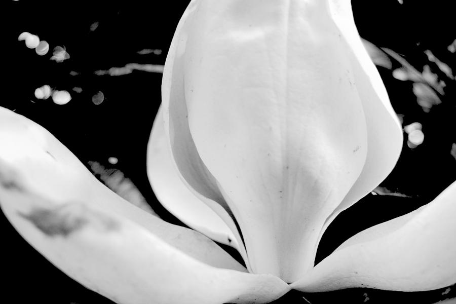 White White Magnolia Photograph by Kathy Barney