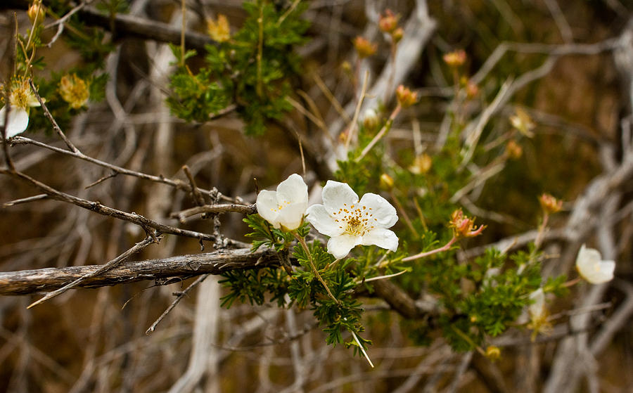 White Wild Flower Photograph by James Gay