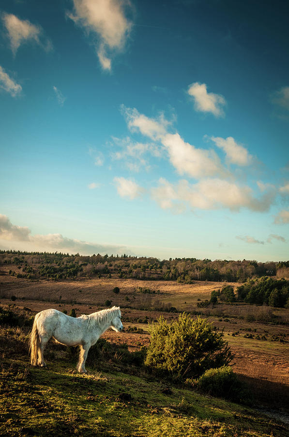 White Wild Horse In New Forest, England Photograph by Li Kim Goh