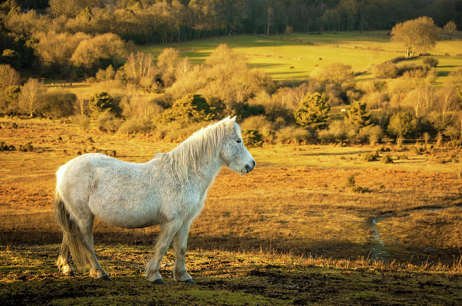 White Wild Horse, The New Forest Photograph by Gollykim