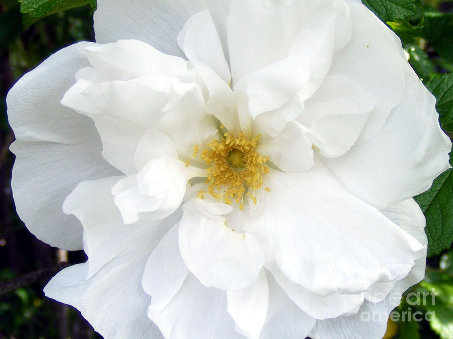 White Wild Rose Photograph by Barbara A Griffin