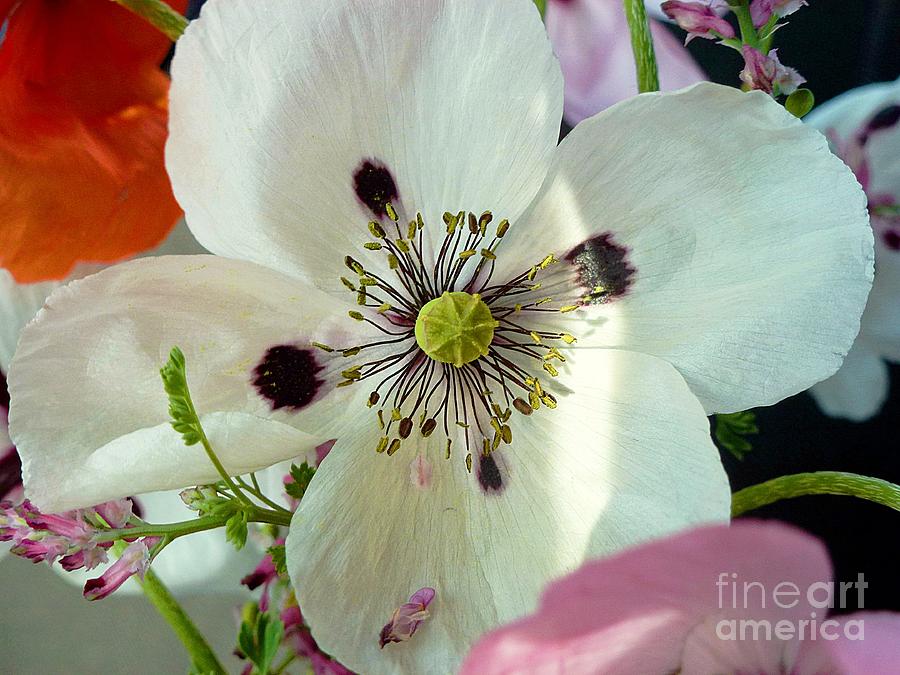 White wild spring poppy Photograph by Amalia Suruceanu
