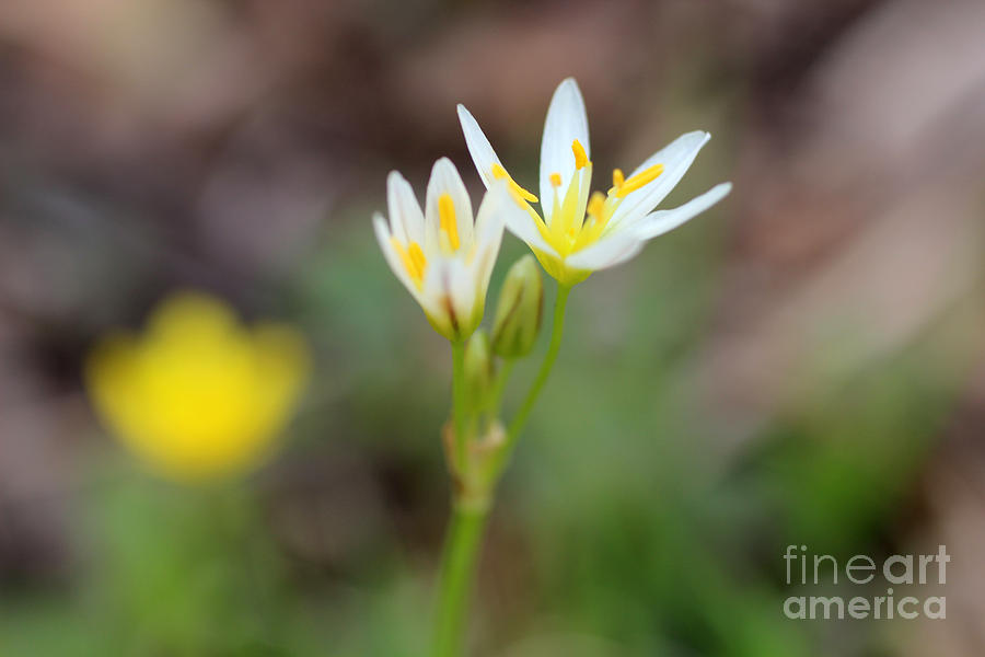 White wildflower False Garlic Nothoscordum bivalve Photograph by Adam Long