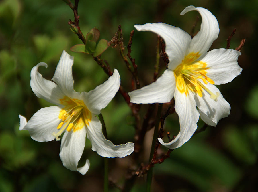 Wildflowers Photograph - White Wildflowers 2 by Robert Lozen