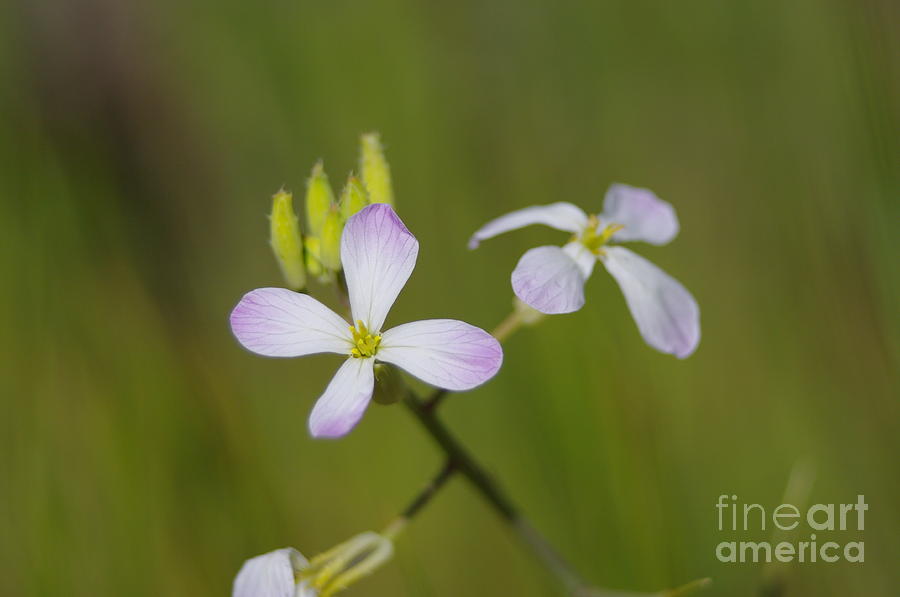 Wildflowers Photograph - White wildflowers 2.1544 by Stephen Parker