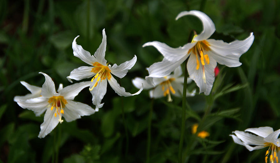 White Wildflowers 3 Photograph by Robert Lozen