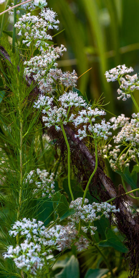 White Wildflowers on a Branch Photograph by Ed Gleichman