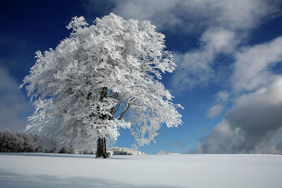 Winter Photograph - White Windbuche In Black Forest by Franz Schumacher