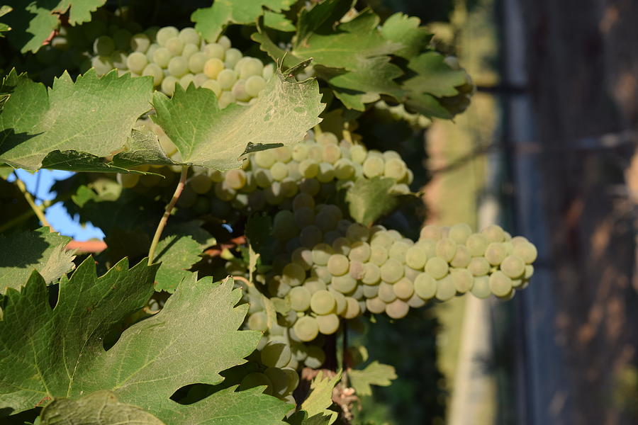 White Wine Grapes Photograph