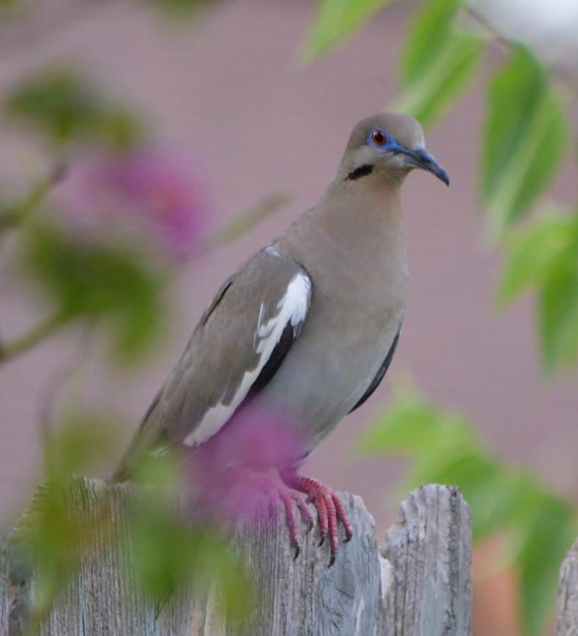 White Wing Dove Photograph by Stefon Marc Brown | Fine Art America